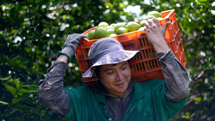 Los rostros de los salvadoreños tras la exportación de limones a Estados Unidos Noticias de El