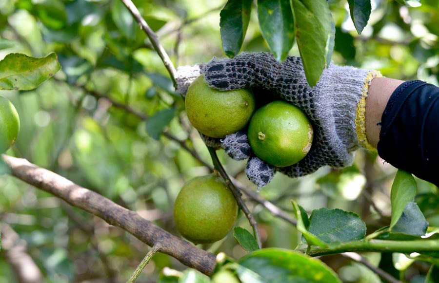 Los rostros de los salvadoreños tras la exportación de limones a Estados Unidos Noticias de El