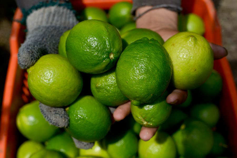 Los rostros de los salvadoreños tras la exportación de limones a Estados Unidos Noticias de El