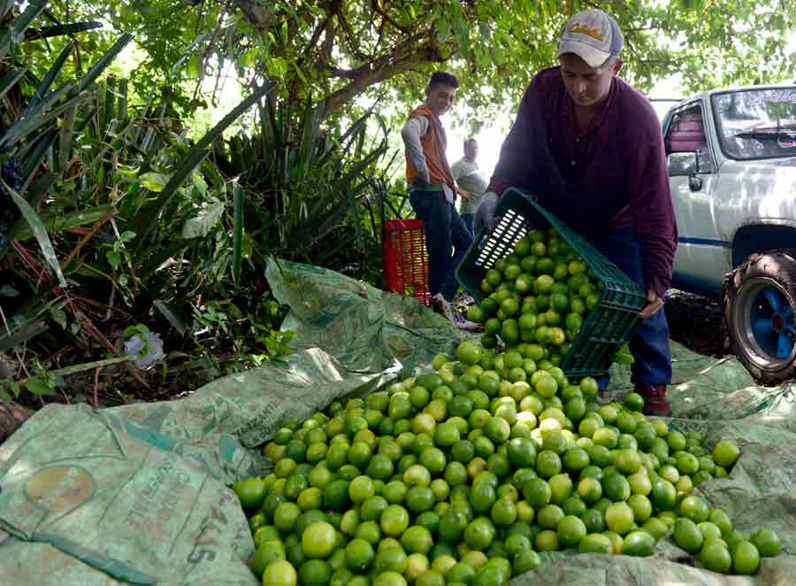 Los rostros de los salvadoreños tras la exportación de limones a Estados Unidos Noticias de El