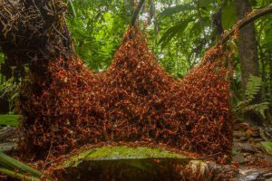 Ant Cathedral