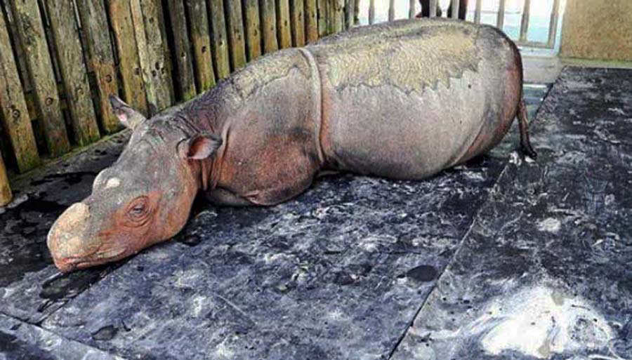 Iman-the-rhino