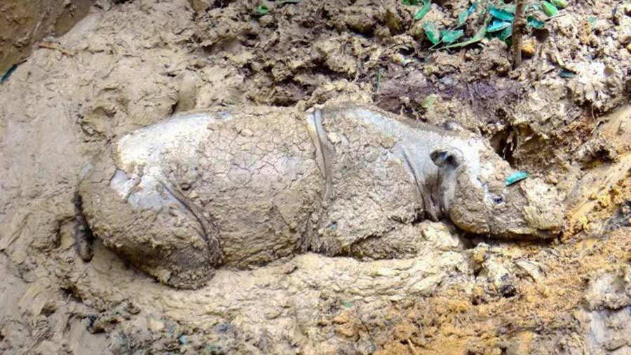Plight_Borneo_Sumatran_Rhino_2005_5