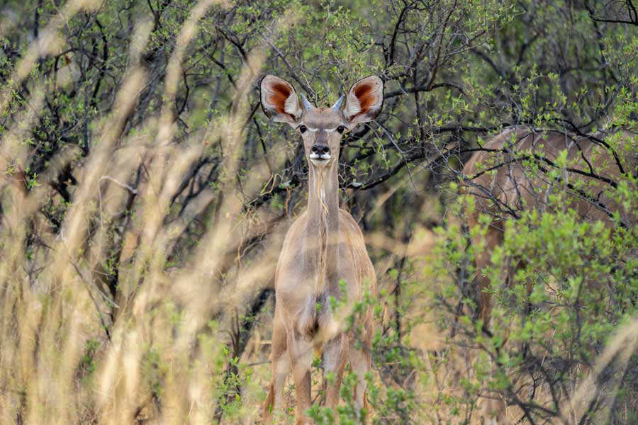 ZIMBABWE-ENVIRONMENT-DROUGHT