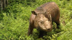 WWF-Malaysia-Sumatran-Rhino-640x427