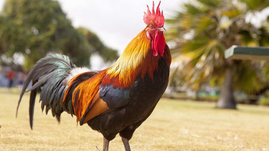 ¡Insólito! Directiva de una colonia de Santo Tomás, San Salvador, prohíbe que gallos canten antes de las 5 de la madrugada - elsalvador.com