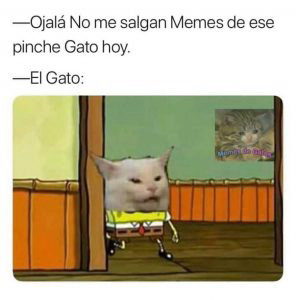 Memes-de-Gatos-022