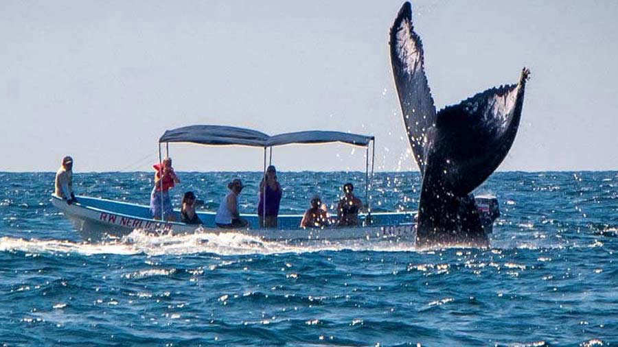 Avistamiento de ballenas en Los Cóbanos