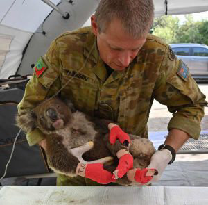 A member of the Australian Defence Force picks up an injured Koala af