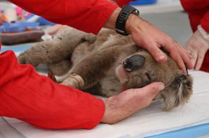An injured Koala is being treated for burns by a vet at a makeshift f