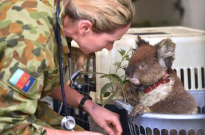 An injured Koala is being treated at a makeshift field hospital at th