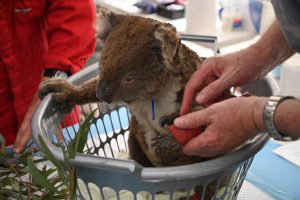 An injured Koala is looked at by a vet after it was treated for burns