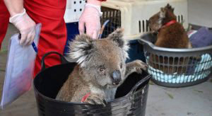 An injured Koala waits to be treated for burns at a makeshift field h