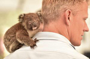 An orphaned baby Koala sits on the shoulder of a vet at a makeshift f