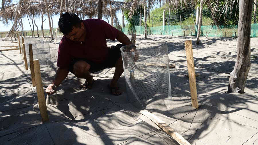 Los huevos son depositados en los nidos de arena que hacen los tcnicos del vivero. Fotos EDH / Insy Mendoza