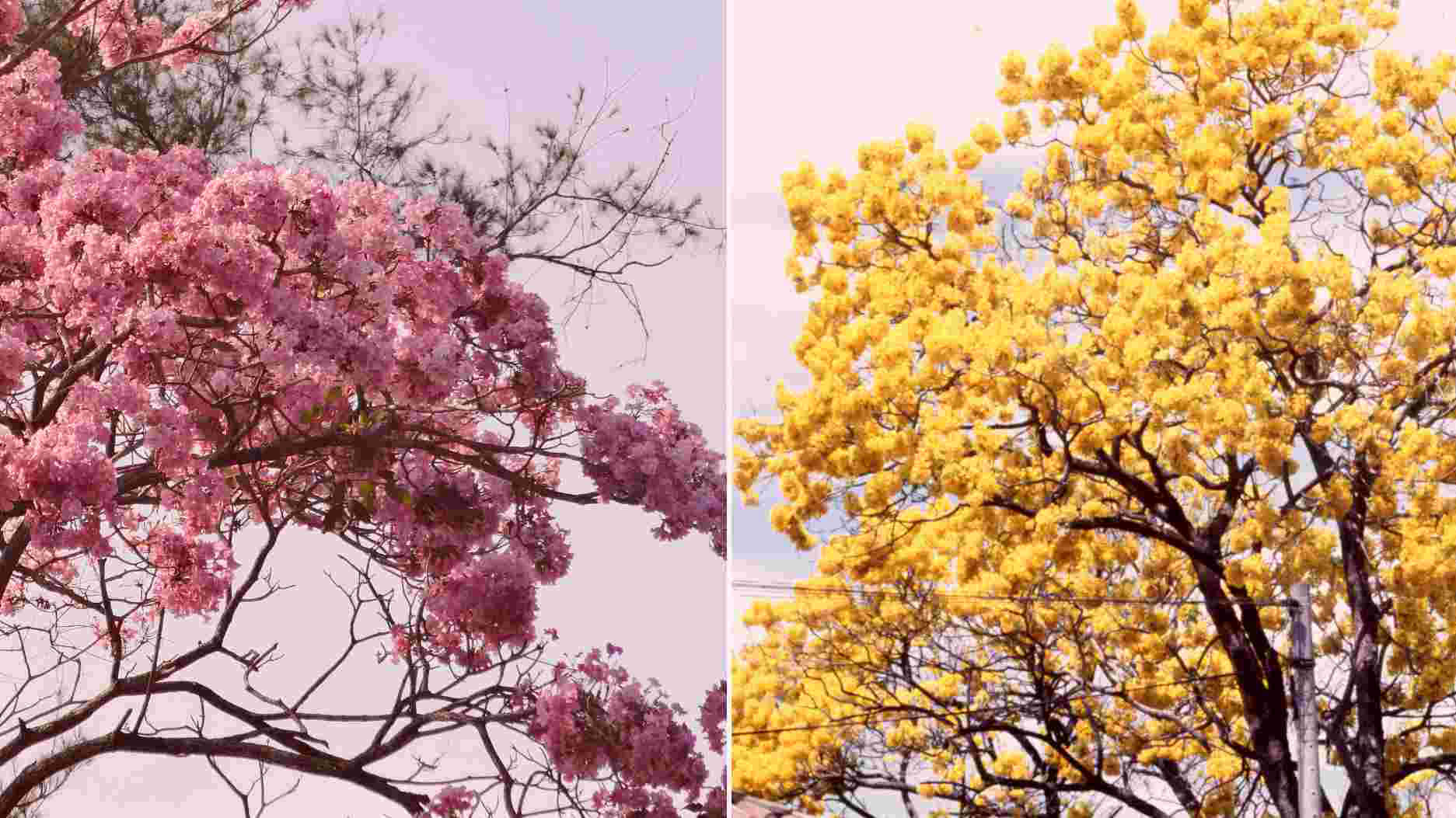 El Salvador se viste de belleza en esta temporada gracias a las flores de  estos dos árboles