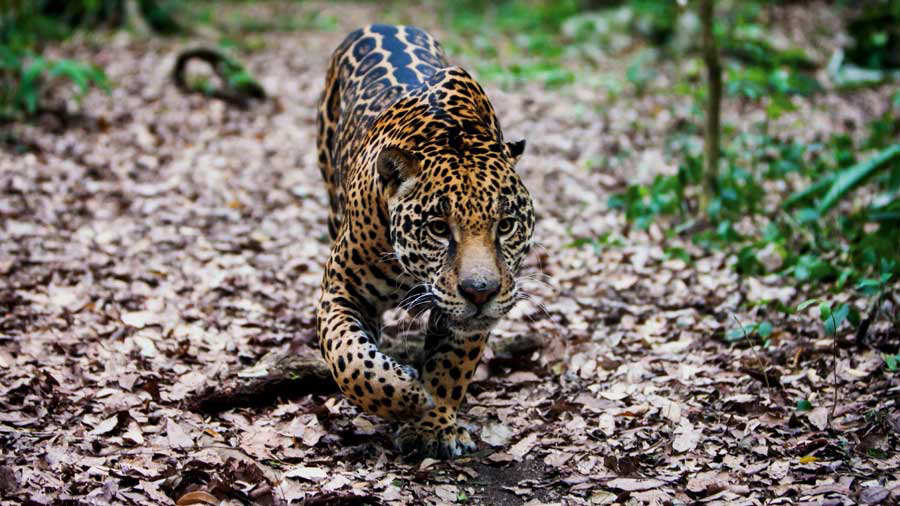 descripci�n de la imagen