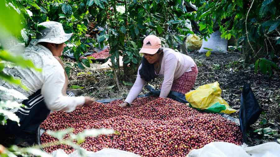 Cosecha de café será tan baja como hace 130 años, según