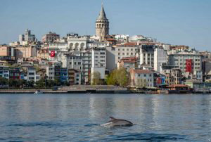 TURKEY-HEALTH-VIRUS-ANIMALS