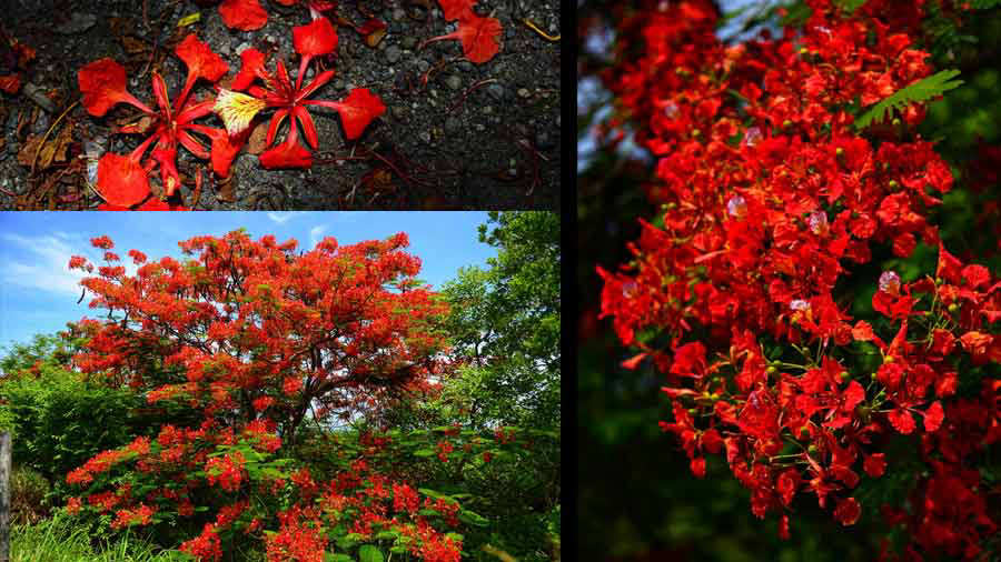 El colorido de los árboles de fuego adorna la campiña salvadoreña
