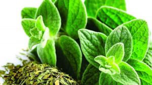 El orégano tiene muchas propiedades para la salud.