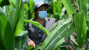 Ministerio de Agricultura trabaja una reserva estratégica de granos básicos ante posible bloqueo comercial