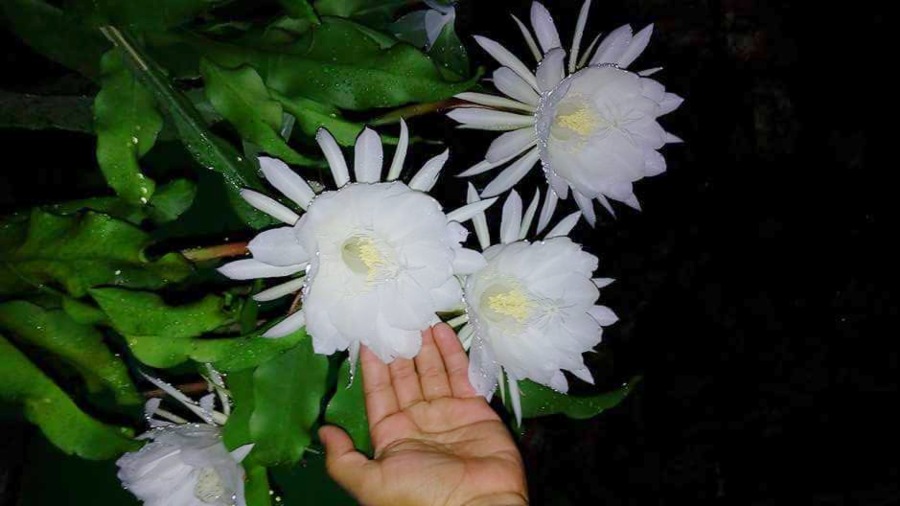 Galán de noche, la misteriosa flor que perfuma la oscuridad | Noticias de  El Salvador 