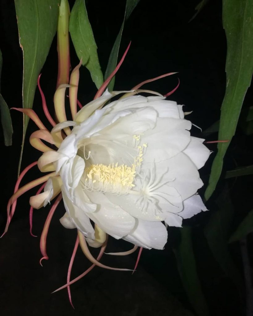 Galán de misteriosa flor que perfuma la oscuridad | Noticias de El Salvador - elsalvador.com