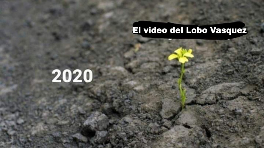 lobo7