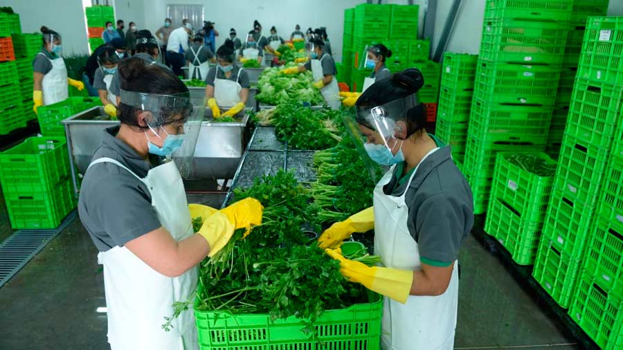 Nuevo centro de acopio industrializa la producción Noticias de El
