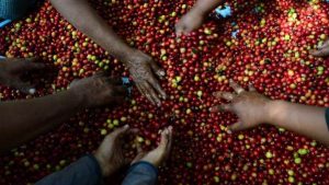 Este es el top 10 de países del mundo a los que El Salvador ha exportado café en 2022