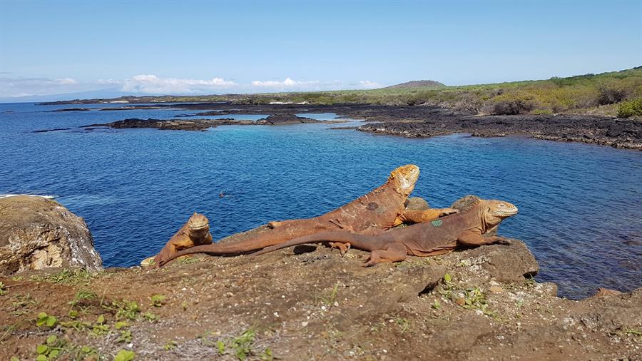 These iguanas disappeared 200 years ago, but scientists have managed to recover the species and release 461 specimens.