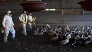 OMS registra en China primera muerte por gripe aviar H3N8 en el mundo