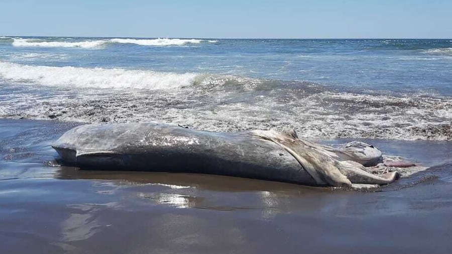 Encuentran ballena jorobada muerta in the playa de la libertad