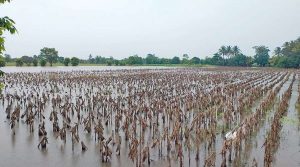 Inundaciones cultivos