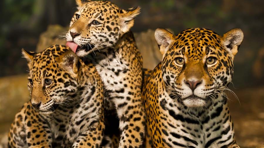 ¿Podría existir de nuevo el jaguar en El Salvador? Noticias de El