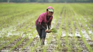 Diputados acuerdan incorporar $5 millones al Ministerio de Agricultura para financiar préstamos a agricultores hasta por $5,000
