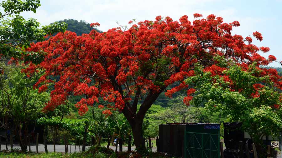 IMÁGENES: Espectacular floración de árboles de fuego embellece el paisaje  salvadoreño | Noticias de El Salvador - elsalvador.com
