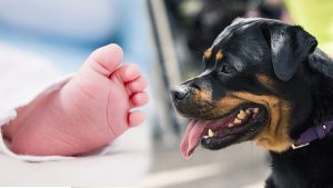 Bebé de ocho meses fue atacado en su cuna por un Pitbull