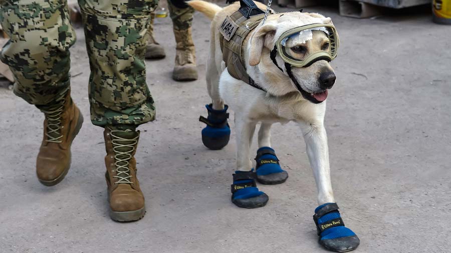 MEXICO-QUAKE-RESCUE-DOG-FRIDA