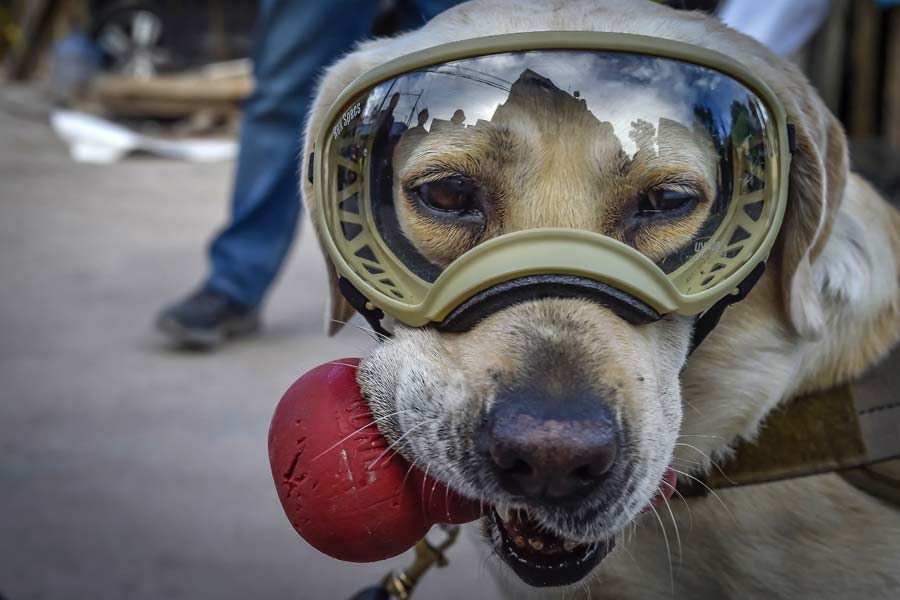 MEXICO-QUAKE-RESCUE-DOG-FRIDA
