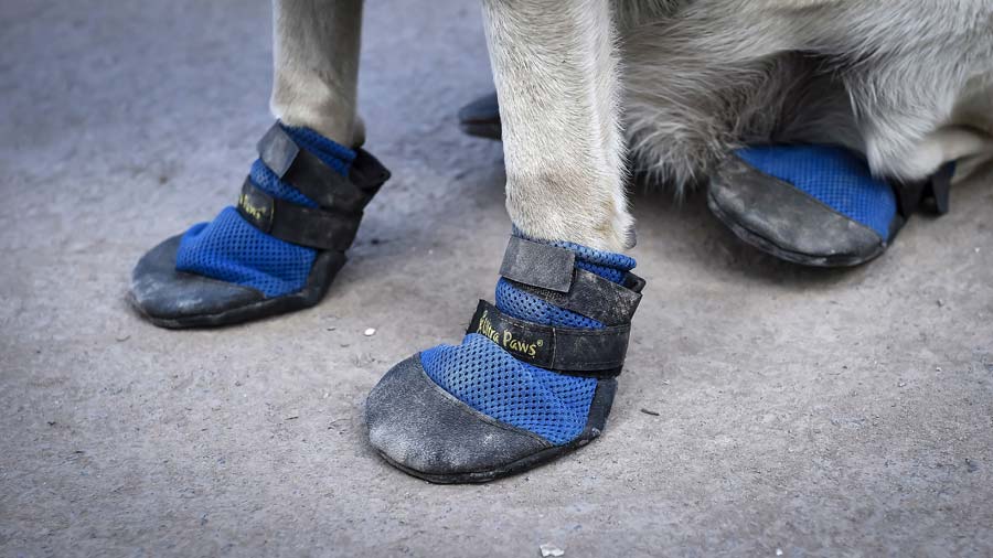 MEXICO-QUAKE-RESCUE-DOG-FRIDA