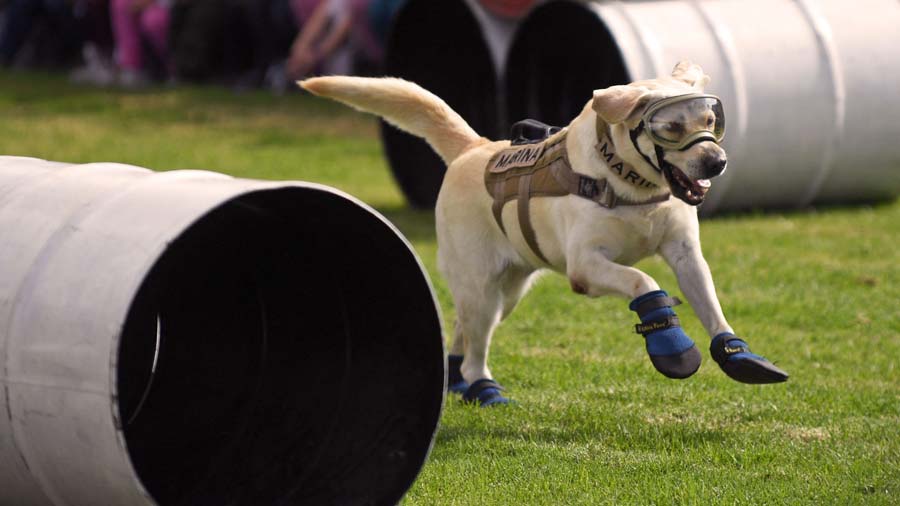 MEXICO-QUAKE-RESCUE DOGS-ACKNOWLEDGMENT