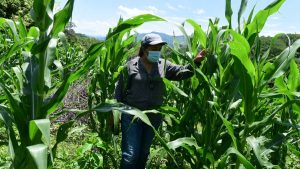 "Si el gobierno de verdad quiere apoyar debería entregar subsidios", afirma representante de agricultores