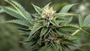 Empresa que ofrecía inversiones en marihuana quebró por caída del Bitcoin