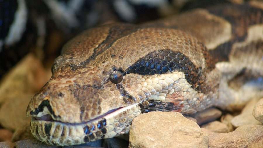 VIDEO: Serpiente de más de 3 metros sorprende a pobladores en Chilanga, Morazán - Vimarsana News