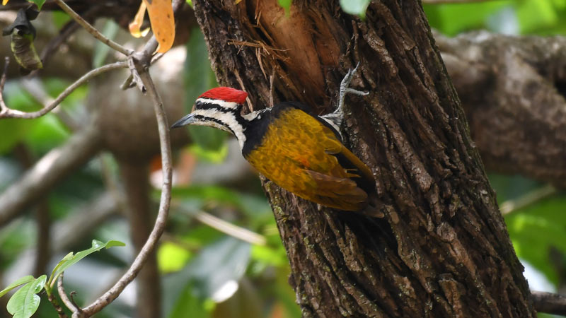 Pajaro-carpintero-01