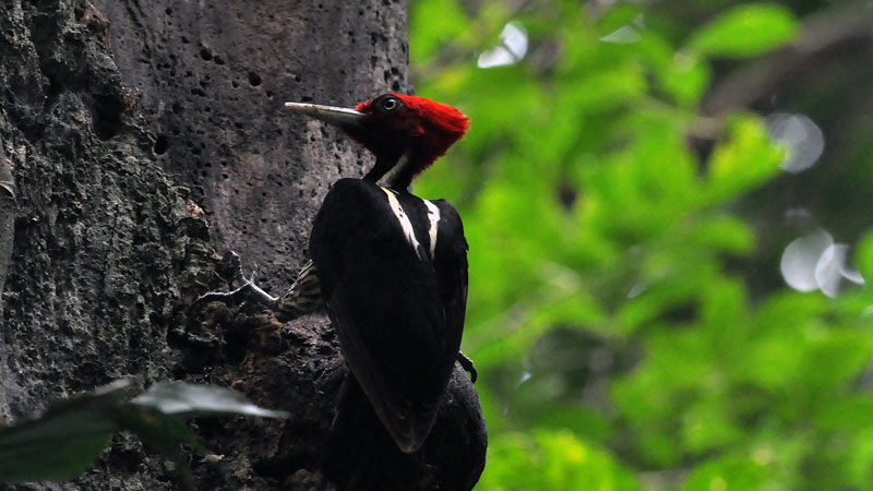 Pajaro-carpintero-02