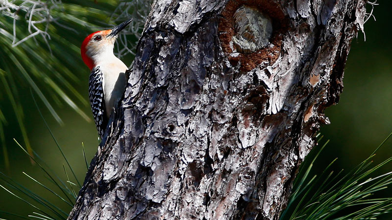 Pajaro-carpintero-03