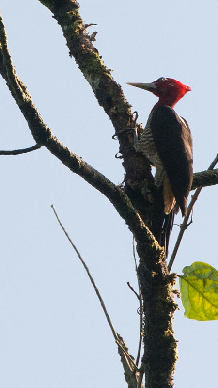 Pajaro-carpintero-06
